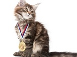 La vie secrète des chats - S3E10 - Les chats champions de France