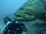 Pêche XXL - S4E5 - Le monstre de Floride
