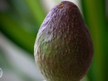 e=m6 - Banane, kiwi, avocat : 3 fruits exotiques dont les Français raffolent !