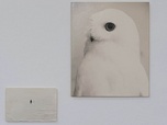 ARTE Journal - Yamamoto Masao illumine L'Eté photographique de Lectoure