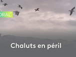 Littoral - 01/02/2026
