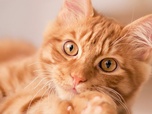 La vie secrète des chats - S2E8 - Au coeur de l'expérience