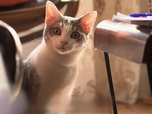 La vie secrète des chats