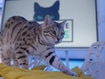 La vie secrète des chats - S4E4 - Guerres de territoire