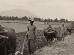 Invitation au voyage - 13/10/2026 - Le carabao, fidèle allié des paysans philippins