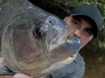 Pêche XXL - Le dévoreur de l'amazone