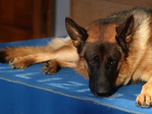Rex - 12/10/2026