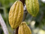 Très très bon à la Réunion