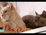 La vie secrète des chats - S2E4 - Mon chat, mon enfant et moi...